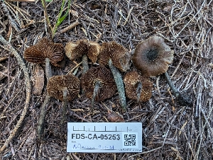  ( - FDS-CA-05253)  @11 [ ] c (2024) Andrew Claassen Fungal Diversity Survey