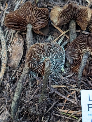  ( - FDS-CA-05253)  @11 [ ] c (2024) Andrew Claassen Fungal Diversity Survey