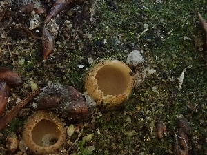  ( - FDS-CA-06223)  @11 [ ] by-nc (2024) Harte Singer Fungal Diversity Survey