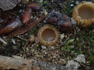  ( - FDS-CA-06223)  @11 [ ] by-nc (2024) Harte Singer Fungal Diversity Survey