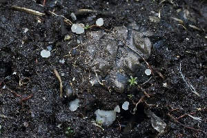  (Ombrophila sp. CA01 - FDS-CA-05072)  @11 [ ] by-nc (2024) Taye Bright Fungal Diversity Survey