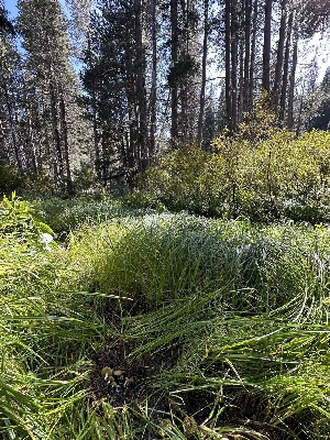  ( - FDS-CA-05074)  @11 [ ] by-nc (2024) Taye Bright Fungal Diversity Survey