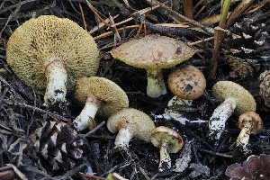  ( - FDS-CA-05074)  @11 [ ] by-nc (2024) Taye Bright Fungal Diversity Survey