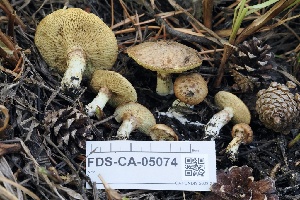  ( - FDS-CA-05074)  @11 [ ] by-nc (2024) Taye Bright Fungal Diversity Survey