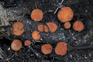  (Scutellinia sp. CA03 - FDS-CA-05075)  @11 [ ] by-nc (2024) Taye Bright Fungal Diversity Survey