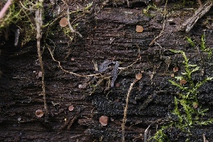  ( - FDS-CA-05067)  @11 [ ] by-nc (2024) Taye Bright Fungal Diversity Survey
