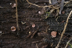  ( - FDS-CA-05067)  @11 [ ] by-nc (2024) Taye Bright Fungal Diversity Survey