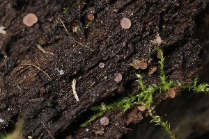  (Orbilia sp. CA02 - FDS-CA-05067)  @11 [ ] by-nc (2024) Taye Bright Fungal Diversity Survey