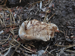  ( - FDS-CA-05982)  @11 [ ] by-nc (2024) Fresno Mycology Society Fungal Diversity Survey