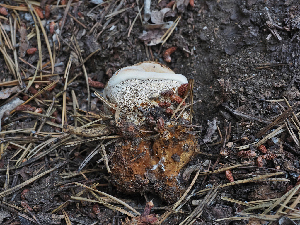  ( - FDS-CA-05982)  @11 [ ] by-nc (2024) Fresno Mycology Society Fungal Diversity Survey