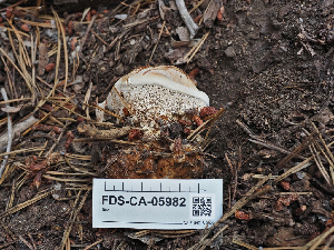 ( - FDS-CA-05982)  @11 [ ] by-nc (2024) Fresno Mycology Society Fungal Diversity Survey