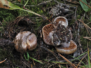  ( - FDS-CA-05987)  @11 [ ] by-nc (2024) Fresno Mycology Society Fungal Diversity Survey