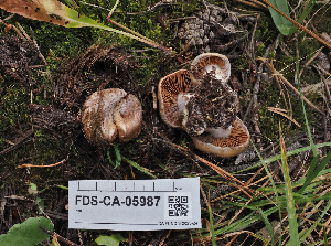  ( - FDS-CA-05987)  @11 [ ] by-nc (2024) Fresno Mycology Society Fungal Diversity Survey