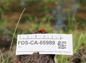  (Scutellinia sp. PNW12 - FDS-CA-05989)  @11 [ ] by-nc (2024) Fresno Mycology Society Fungal Diversity Survey