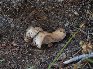 ( - FDS-CA-05992)  @11 [ ] by-nc (2024) Fresno Mycology Society Fungal Diversity Survey