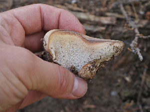  ( - FDS-CA-05992)  @11 [ ] by-nc (2024) Fresno Mycology Society Fungal Diversity Survey