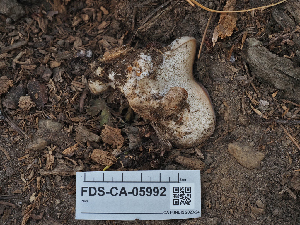  ( - FDS-CA-05992)  @11 [ ] by-nc (2024) Fresno Mycology Society Fungal Diversity Survey