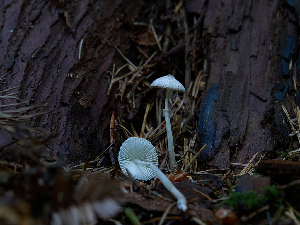  ( - FDS-CA-06758)  @11 [ ] by (2024) Justin Paulin Fungal Diversity Survey