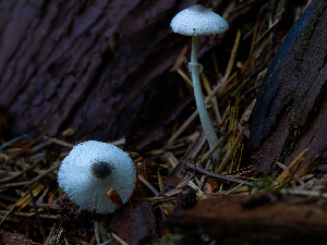  ( - FDS-CA-06758)  @11 [ ] by (2024) Justin Paulin Fungal Diversity Survey
