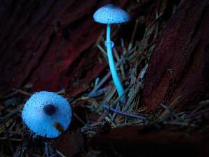  ( - FDS-CA-06758)  @11 [ ] by (2024) Justin Paulin Fungal Diversity Survey