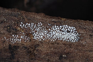  ( - FDS-CA-00898)  @11 [ ] by-nc (2024) Warren Cardimona Fungal Diversity Survey