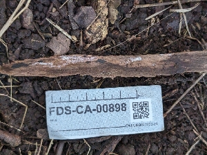 ( - FDS-CA-00898)  @11 [ ] by-nc (2024) Warren Cardimona Fungal Diversity Survey