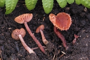  (Laccaria sp. CA05 - FDS-CA-00833)  @11 [ ] by-nc (2024) Warren Cardimona Fungal Diversity Survey