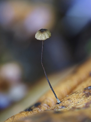  ( - FDS-CA-00827)  @11 [ ] by-nc (2024) Warren Cardimona Fungal Diversity Survey