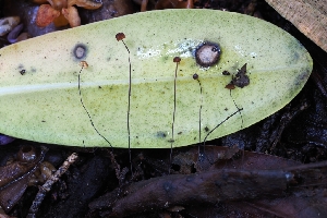  ( - FDS-CA-00827)  @11 [ ] by-nc (2024) Warren Cardimona Fungal Diversity Survey