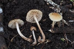  ( - FDS-CA-00832)  @11 [ ] by-nc (2024) Warren Cardimona Fungal Diversity Survey