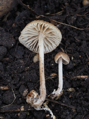  ( - FDS-CA-00832)  @11 [ ] by-nc (2024) Warren Cardimona Fungal Diversity Survey