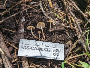  ( - FDS-CA-00832)  @11 [ ] by-nc (2024) Warren Cardimona Fungal Diversity Survey