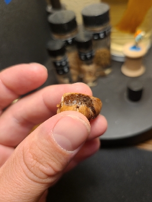  (Thaxterogaster herpeticus - FDS-CA-05987)  @11 [ ] by-nc (2024) Fresno Mycology Society Fungal Diversity Survey