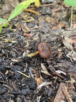  ( - FDS-CA-05800)  @11 [ ] by-nc (2024) Dean Lyons Fungal Diversity Survey
