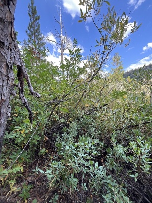  ( - FDS-CA-05800)  @11 [ ] by-nc (2024) Dean Lyons Fungal Diversity Survey