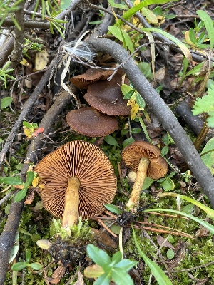 ( - FDS-CA-05801)  @11 [ ] by-nc (2024) Dean Lyons Fungal Diversity Survey
