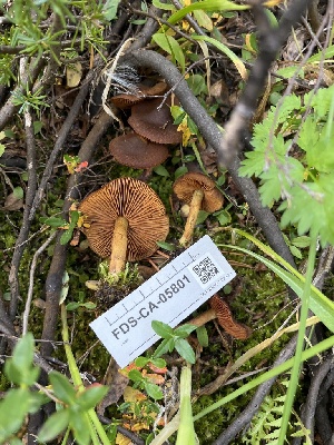  ( - FDS-CA-05801)  @11 [ ] by-nc (2024) Dean Lyons Fungal Diversity Survey