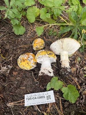  ( - FDS-CA-05885)  @11 [ ] by-nc (2024) Dean Lyons Fungal Diversity Survey