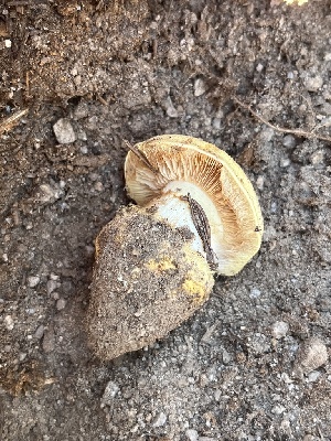  (Calonarius flavipavonius - FDS-CA-05804)  @11 [ ] by-nc (2024) Dean Lyons Fungal Diversity Survey