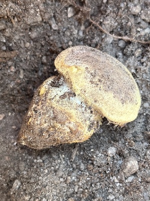  ( - FDS-CA-05804)  @11 [ ] by-nc (2024) Dean Lyons Fungal Diversity Survey