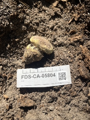  ( - FDS-CA-05804)  @11 [ ] by-nc (2024) Dean Lyons Fungal Diversity Survey