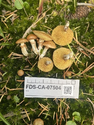  ( - FDS-CA-07504)  @11 [ ] c (2024) Marinna Grijalva Fungal Diversity Survey