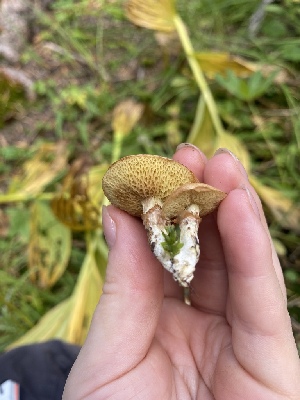  ( - FDS-CA-07504)  @11 [ ] c (2024) Marinna Grijalva Fungal Diversity Survey