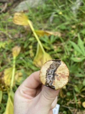  ( - FDS-CA-07504)  @11 [ ] c (2024) Marinna Grijalva Fungal Diversity Survey