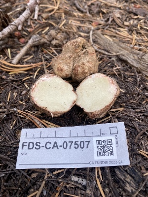  (Rhizopogon sp. CA08 - FDS-CA-07507)  @11 [ ] c (2024) Marinna Grijalva Fungal Diversity Survey