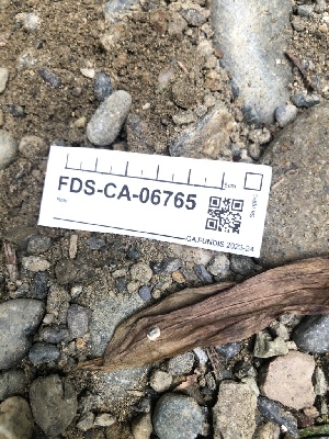  ( - FDS-CA-06765)  @11 [ ] by (2024) Justin Paulin Fungal Diversity Survey