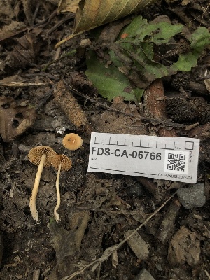  ( - FDS-CA-06766)  @11 [ ] by (2024) Justin Paulin Fungal Diversity Survey