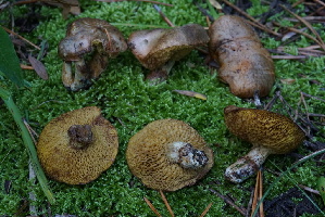  ( - FDS-CA-05457)  @11 [ ] by-nc (2024) Unspecified Fungal Diversity Survey