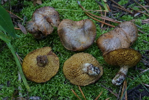  ( - FDS-CA-05457)  @11 [ ] by-nc (2024) Unspecified Fungal Diversity Survey