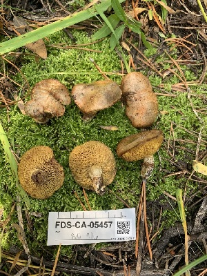  ( - FDS-CA-05457)  @11 [ ] by-nc (2024) Unspecified Fungal Diversity Survey